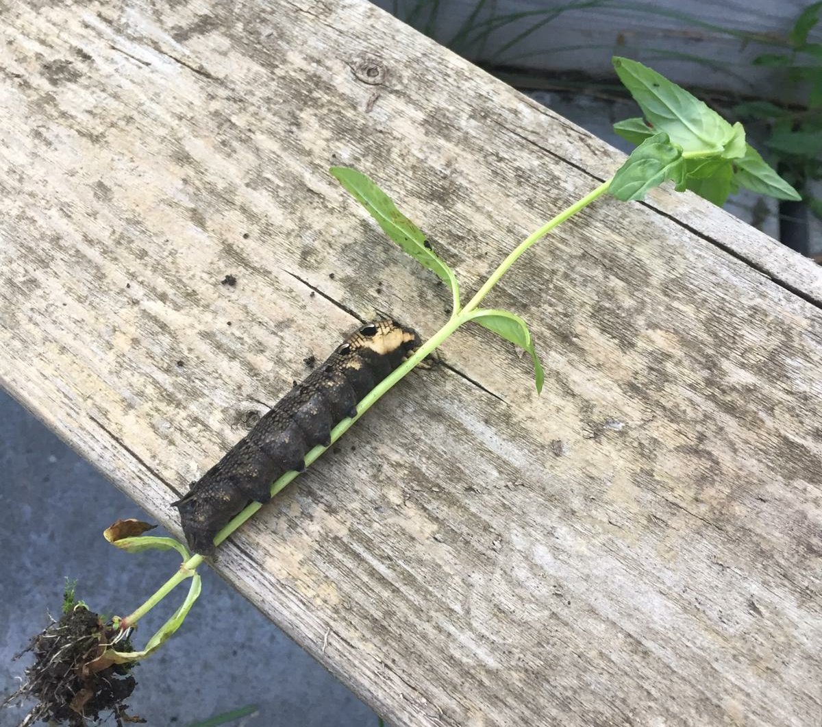 Happy nature news to make you smile (thread)In September my neighbour found a ginormous caterpillar in the garden and called me down to look.I was amazed! #Nature  #HappyNews  #Moths