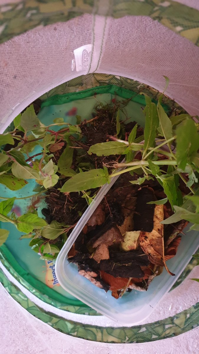 We looked it up and saw it was an elephant hawk moth caterpillar. We decided to keep it as a pet to watch its lifecycle. I had a butterfly hatching mesh from  @insectlore and we turned it into a habitat filled with all the things it likes to eat.Can you spot him?
