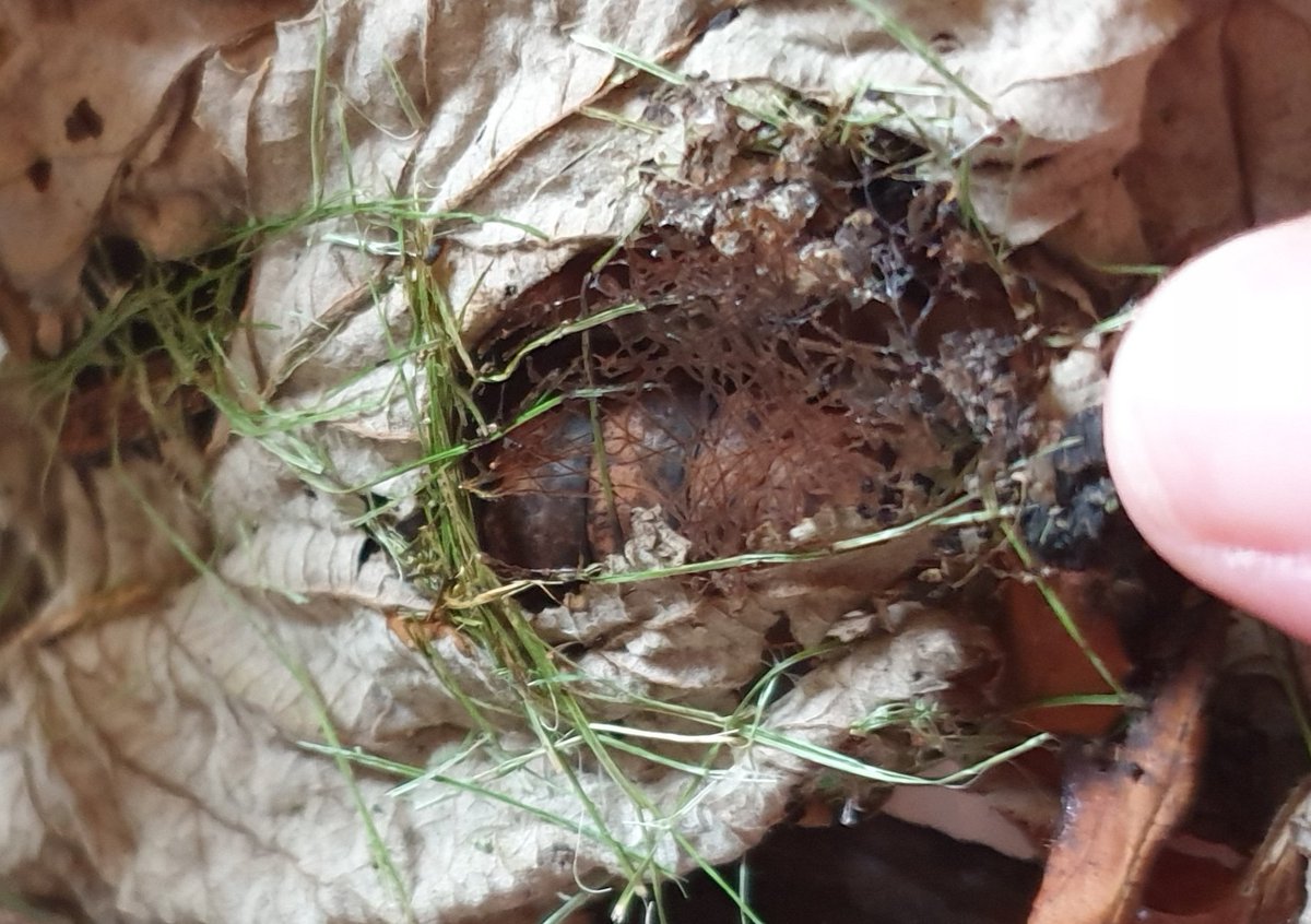 Elephant hawk moths don't dangle when they turn into a chrysalis, they bury themselves. So I gave him a tub of dry leaves and bark.Soon he was rummaging in the leaves and then went quiet.After a couple of weeks to let him harden I checked and saw he was a brown chrysalis.