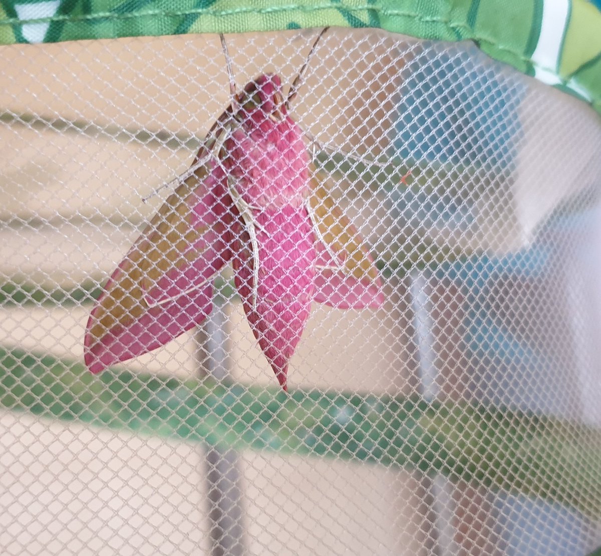 Until today!! When he finally HATCHED! He has a bright pink fluffy tummy and green stripes on his back.See how pink he is!We made sure his wings looked dry and strong then took him outside for release into the wild