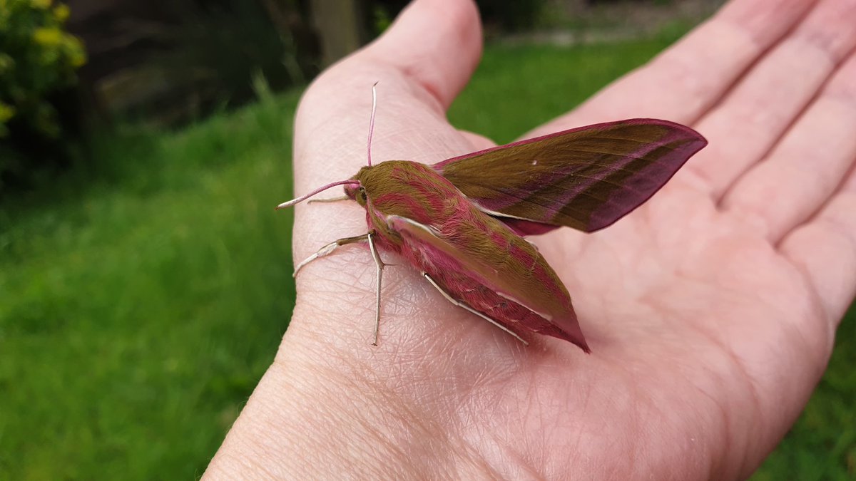 He sat on my hand and let me take his picture for a moment while he flapped his wings.Look at his fluffy pink tummy, his big eyes and his green stripes 