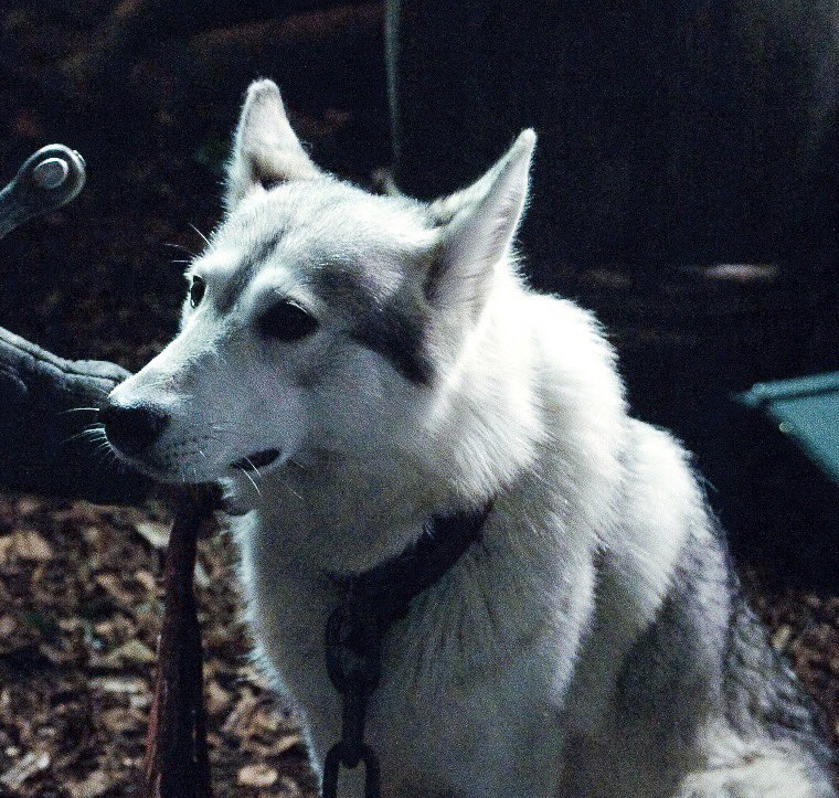 The cloack also has a direwolf embroidered at the top. This is, again, a reminder of the Stark’s sigil but also be an homage to Lady, Sansa’s direwolf