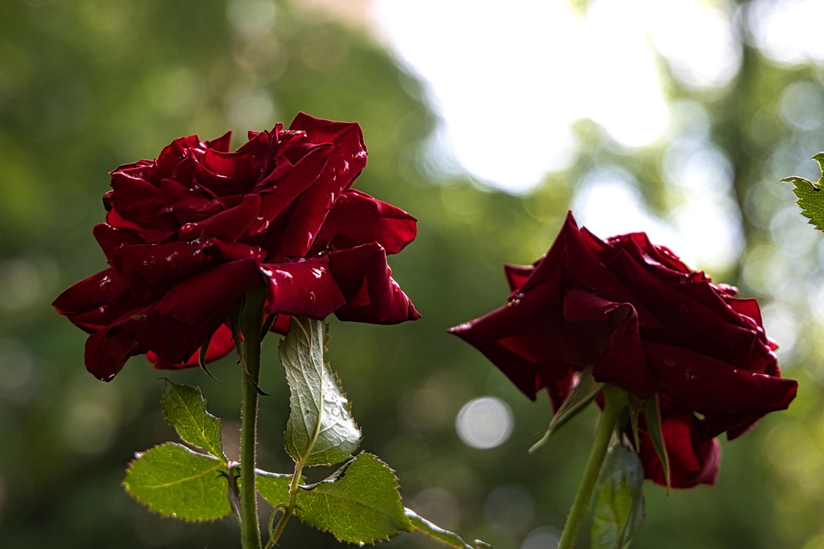 tso1040's tweet photo. 朝露と赤いバラ
.
.
#薔薇 #バラ 
#写真好きな人と繫がりたい
#写真撮ってる人と繋がりたい
#ファインダー越しの私の世界 
#花が好きな人と繋がりたい https://t.co/u0iaJgkEIu