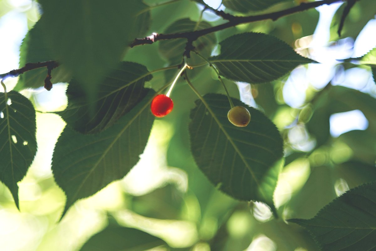 Noe 河津桜のさくらの実 食用のさくらんぼの木は 見たことがないんです さくらんぼ狩りしてみたい 河津桜