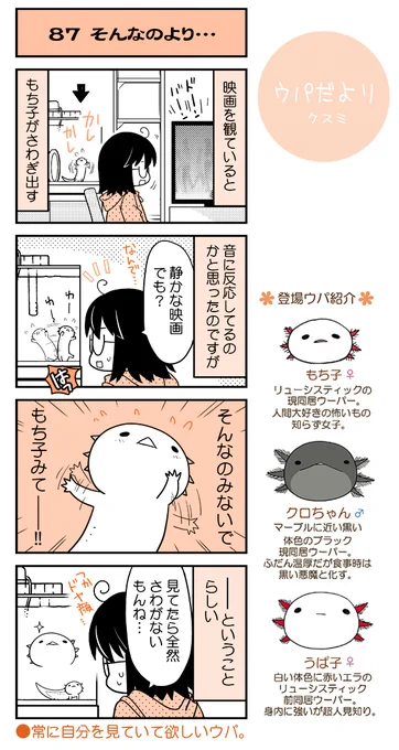 【ウパだより87】気まぐれ公開ウーパールーパー4コマ。お家にいよう期間のウパたちのお話です～。(https://t.co/5eoVFWNE2C) #ウパだより #うぱ子だより #ウーパールーパー 