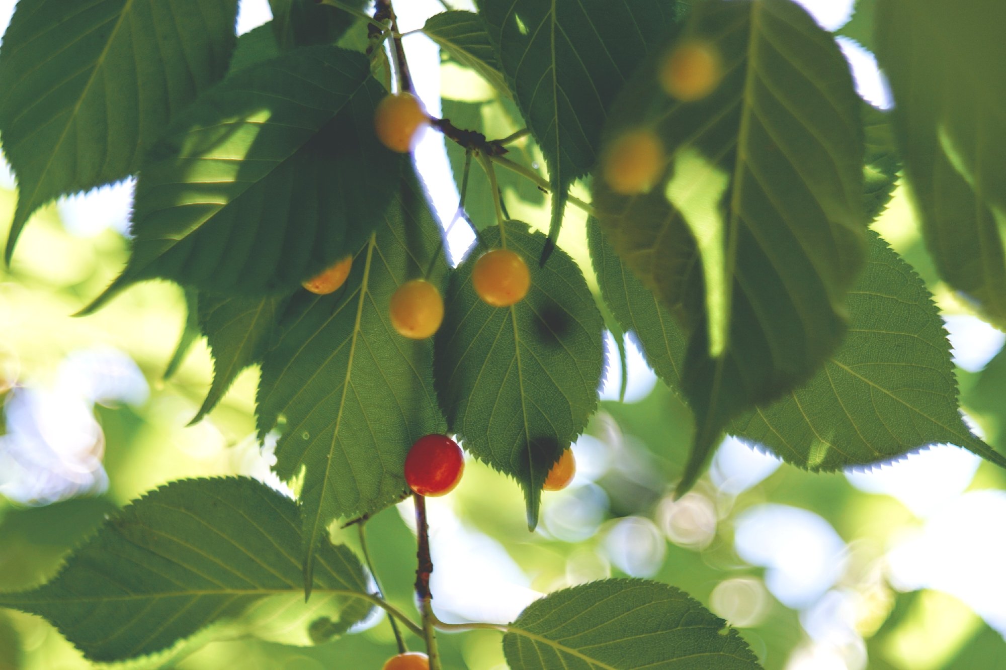 Noe 河津桜のさくらの実 食用のさくらんぼの木は 見たことがないんです さくらんぼ狩りしてみたい 河津桜 Noe 河津桜のさくらの実 食用のさくらんぼの木は 見たことがないんです さくらんぼ狩りしてみたい 河津桜