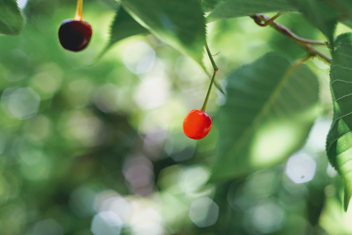 Noe 河津桜のさくらの実 食用のさくらんぼの木は 見たことがないんです さくらんぼ狩りしてみたい 河津桜