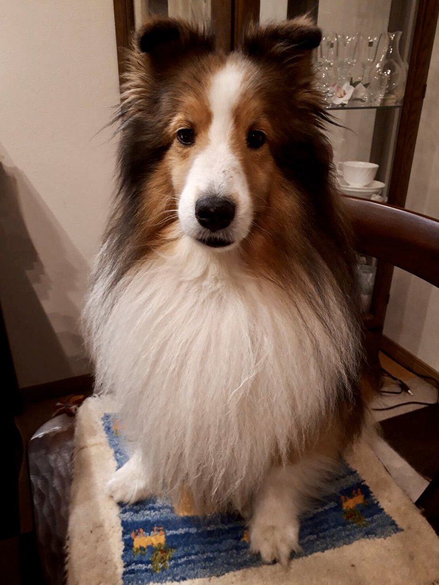 ご飯待ちの2.5等身
#シェルティ