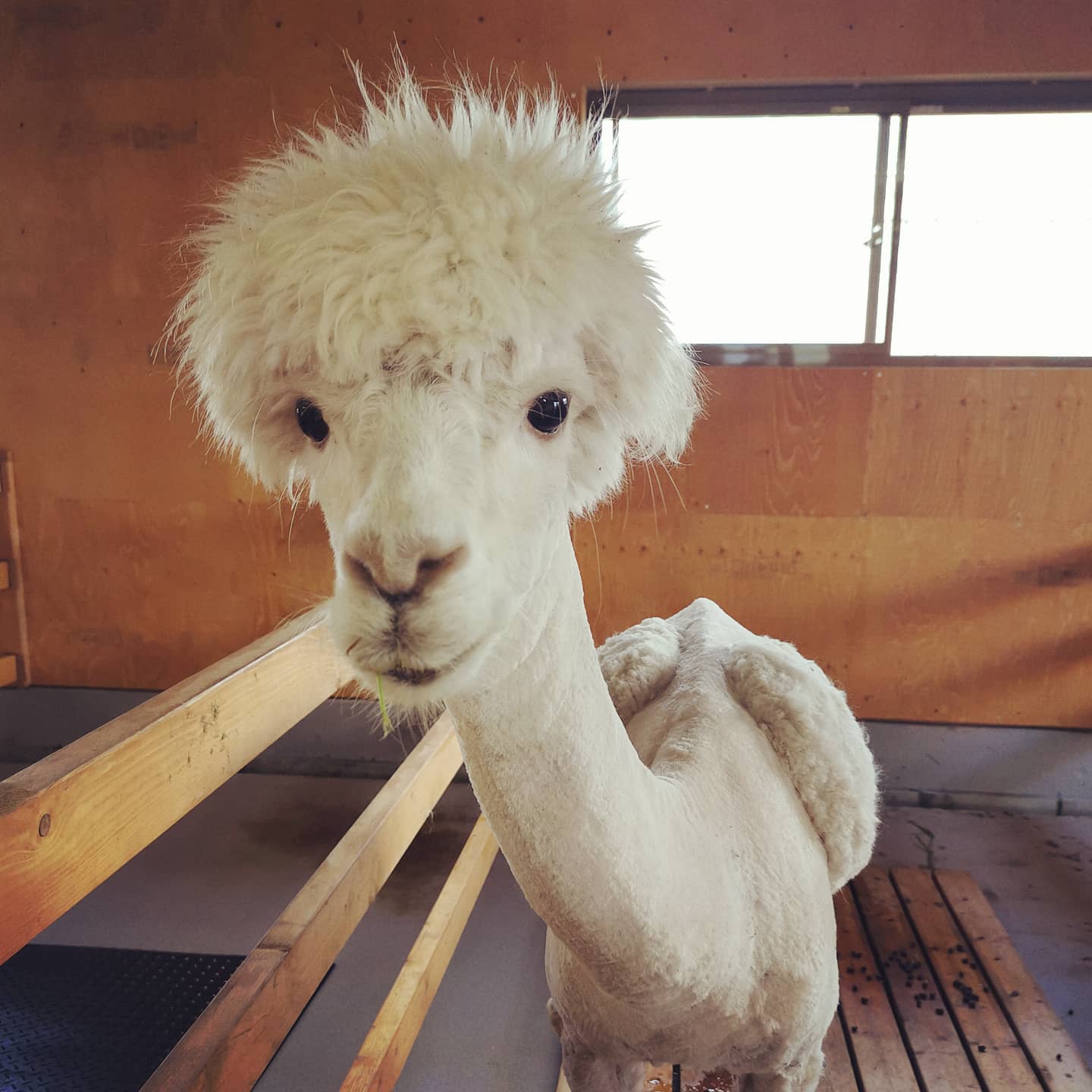 アルパカカット Twitter Search Twitter