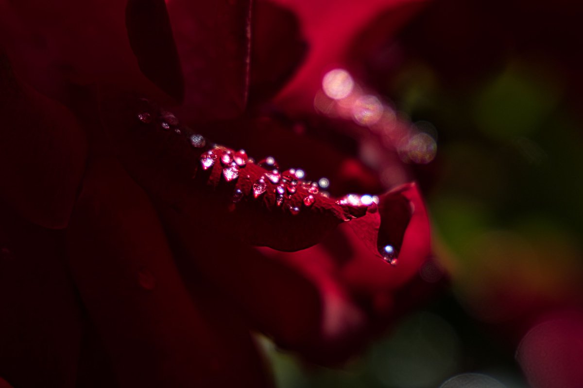 tso1040's tweet photo. 朝露と赤いバラ
.
.
#薔薇 #バラ 
#写真好きな人と繫がりたい
#写真撮ってる人と繋がりたい
#ファインダー越しの私の世界 
#花が好きな人と繋がりたい https://t.co/u0iaJgkEIu