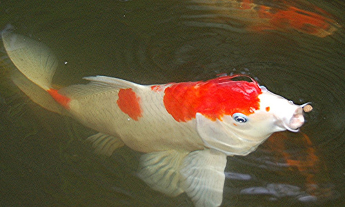 Nishikiyama Akira : Koi carp- I know it's obvious- Can survive and adapt to many conditions- Very pretty and colourful!- Hardy - A symbol of good luck, prosperity and good fortune in Japan