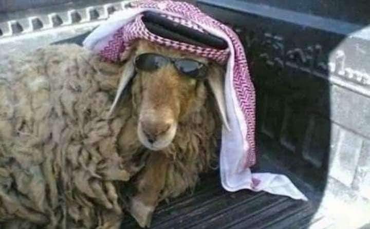 SalimAsil3's tweet photo. @K97hq2LhMHc6r8G @YA700_MARHABA يا هلا بالمدعوس من الحوثي والمحلوب من ترامب https://t.co/PAvrIfzrxx