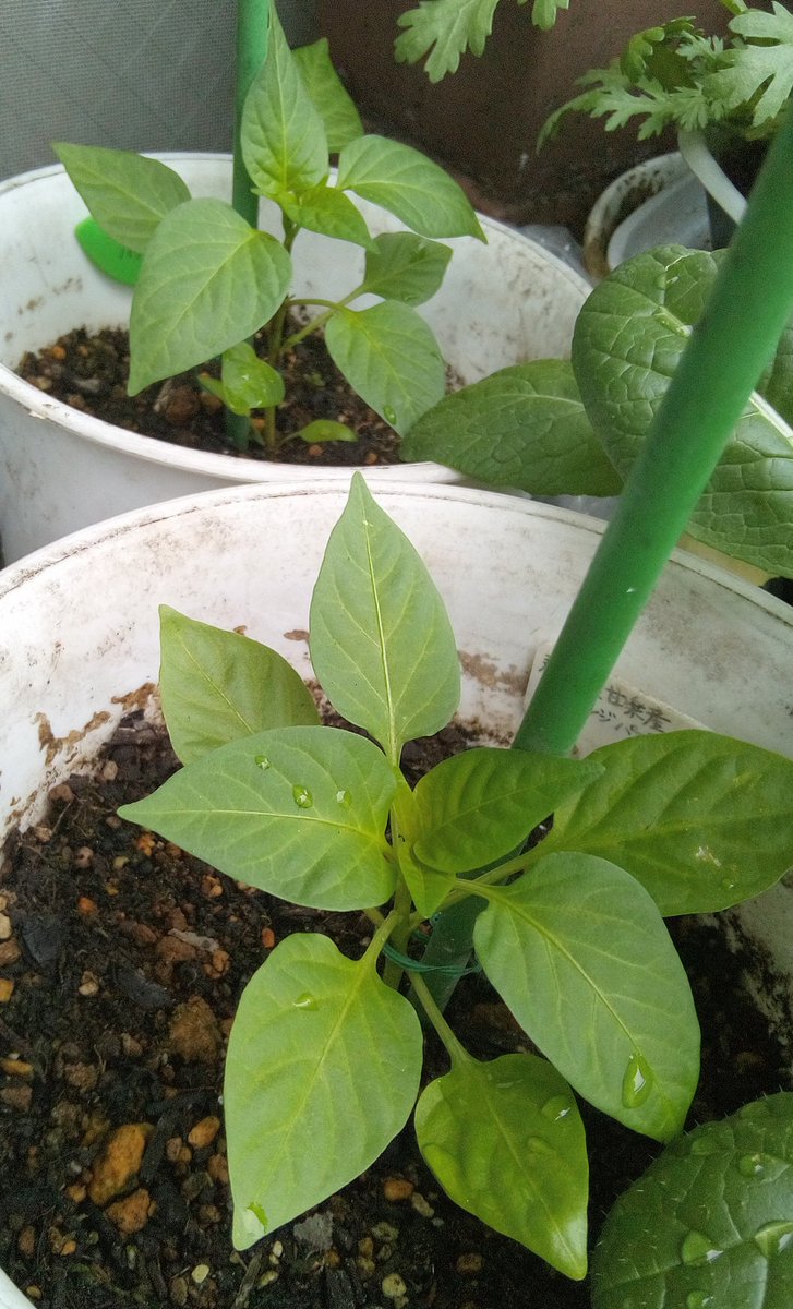 風花 Fooka 我が家の野菜達 1枚目植え付けから日のピーマンはだいぶしっかりしてきたようです 2枚目ミニ パプリカは 成長しているのかなぁ なかなか大きくならない苗達です 今日も香りの野菜3種を収穫して 麻婆茄子と天津丼を作りました