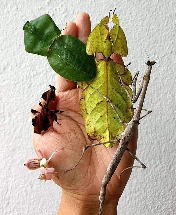 greeningdesert2's tweet photo. These aren't leaves🤔, but real insects 😍
#Biodiversity 👌🏻

هذه ليست اوراق شجر🤔 بل حشرات...سباحن الله 😍
التنوع الحيوي 👌🏻

©️tto ❤️
#Greening_the_desert 🏜️➡️ 🏞️ 
#permaculture https://t.co/nQJXTvnNID