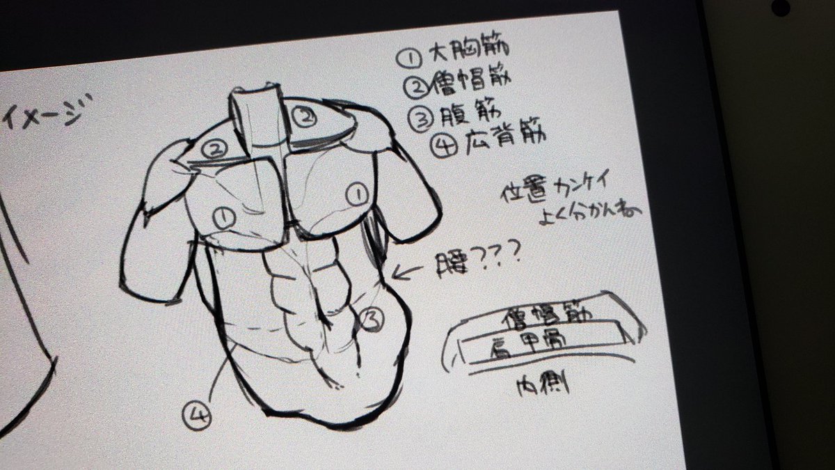 きんにく 