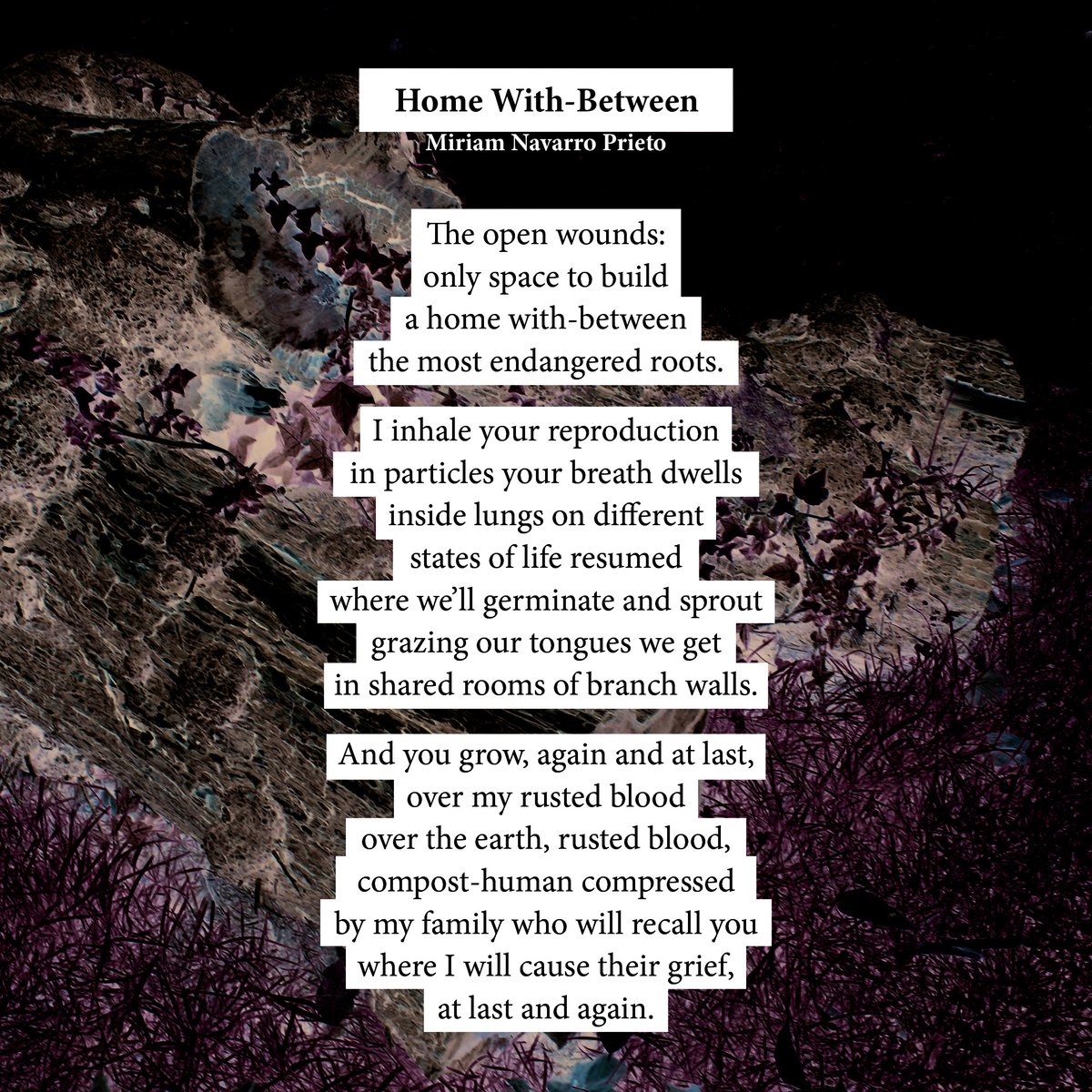 My latest poem has been featured on #becomingtree! 
Highly inspired by Donna Harraway's "Staying with the Trouble", I present you "Home With-Between" 
#submission #poetry #poetrycommunity #ecology #queerecology #tree #entanglement
Follow the project here: 
facebook.com/becomingtree/
