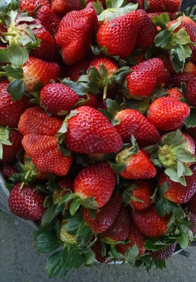 una duda que me ha salido

vosotros cómo os coméis las fresas?

RT: peladas
FAV: sin pelar