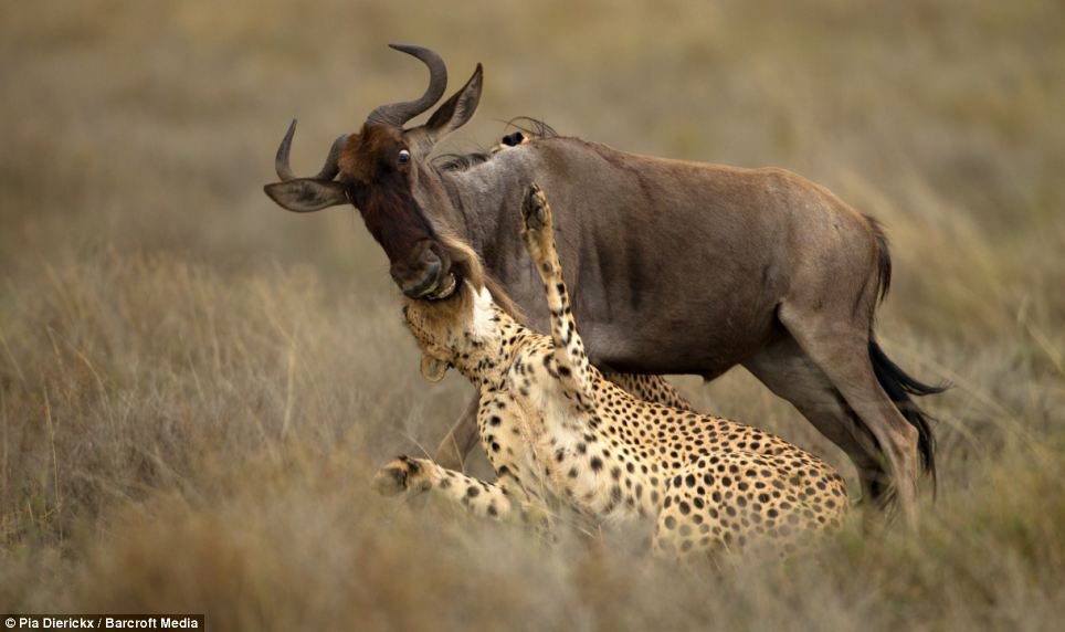 Derek Jones tweet media