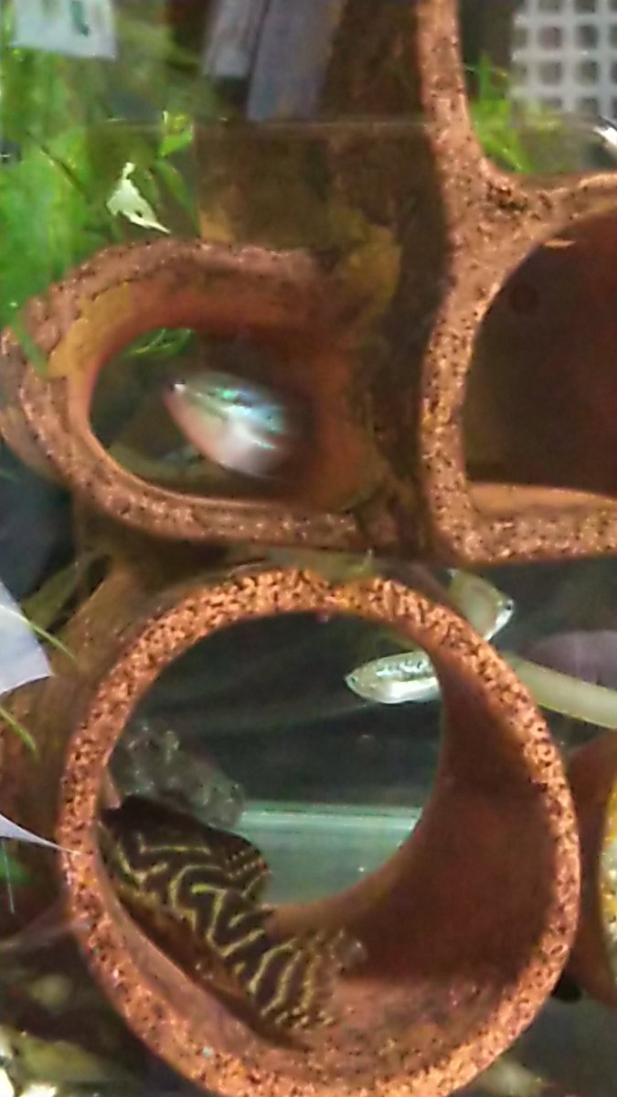 Kingyo Shippou こんばんは ぶち壊れた濾過器の片割れと熱帯魚のお家をぼやーんと作りました 多分もう片割れとフィットしないと思います あらまあ 熱帯魚 プレコハウスで卵うもうとしてまして やー 焼き上がるまでに多分産む