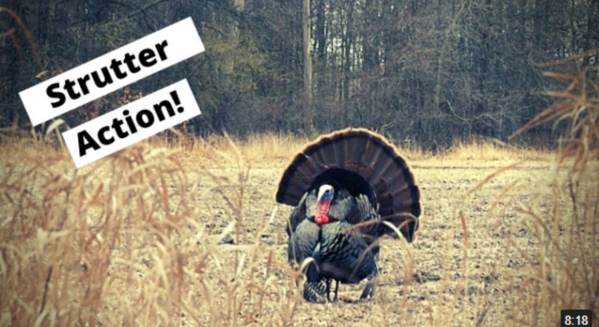 ManOverBeast's tweet image. NEW VIDEO: Turkey Hunting Success!:
youtu.be/LF1vi5JBujE