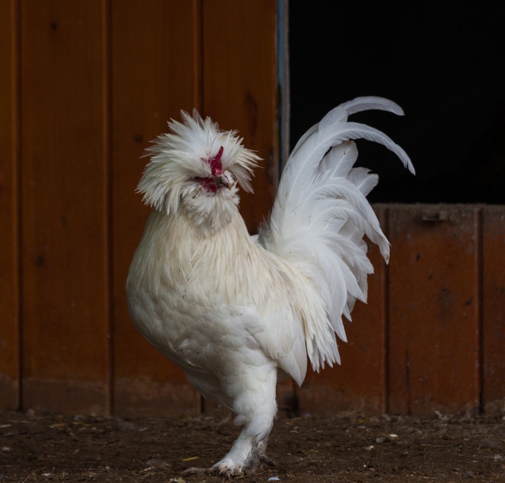 I had a very long & detailed dream about rescuing a variety of chickens, which ended with me hugging a purring sultan chicken (pictured), which when I woke up, was actually my pillow.