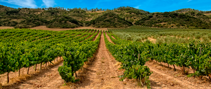 Proyecto Oidio Detection en el que hemos podido colaborar. Herramientas que ayudan a los viticultores a optimizar los tratamientos en base a modelos bioclimáticos y predecir de forma más precisa el riesgo de Oídio. shorturl.at/IJRV5 #agricultura #iot #viticultura