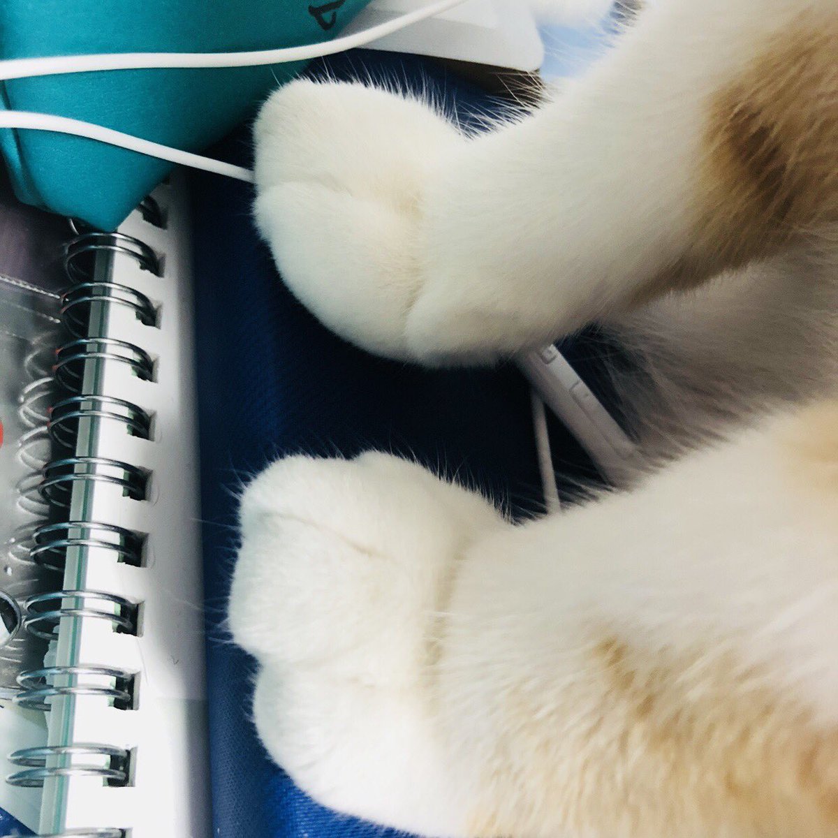 00784_'s tweet photo. 말랑 https://t.co/P6EjAIQaal