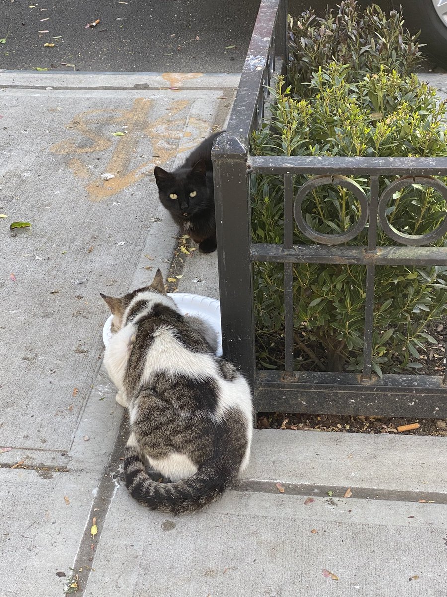 kittyamericana's tweet photo. #runcats https://t.co/1lLNKCUpiw