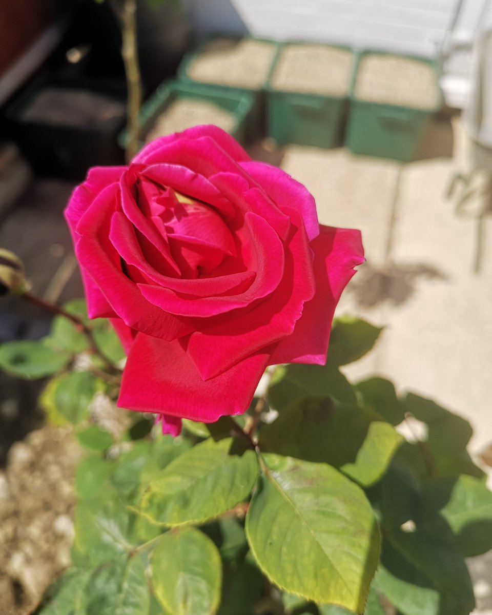 The first of my roses to bloom this year! A sign of hope and new life.... Let's hope we are back to normal as soon as it is safe to do so. In the meantime, we hope you are all well, safe and enjoying this glorious sunshine! 🌹☀️