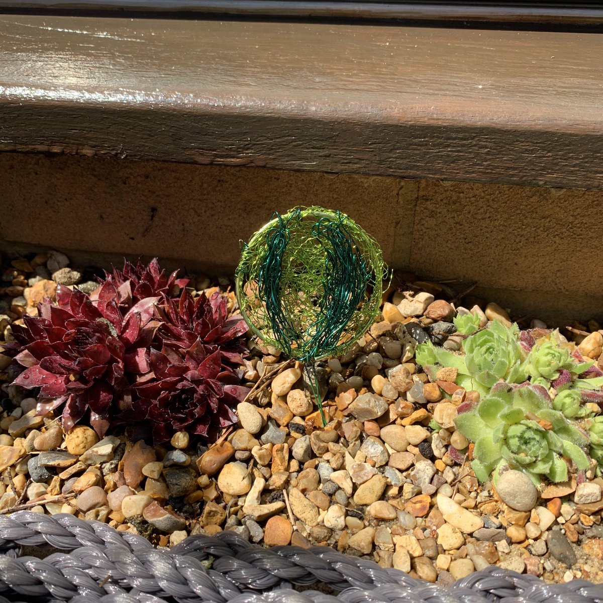 Amanda_Fallan's tweet photo. More succulent planting @GroundControlGC #GCFlowerShow.  Using the smallest space to create. https://t.co/O9X6dTNorw