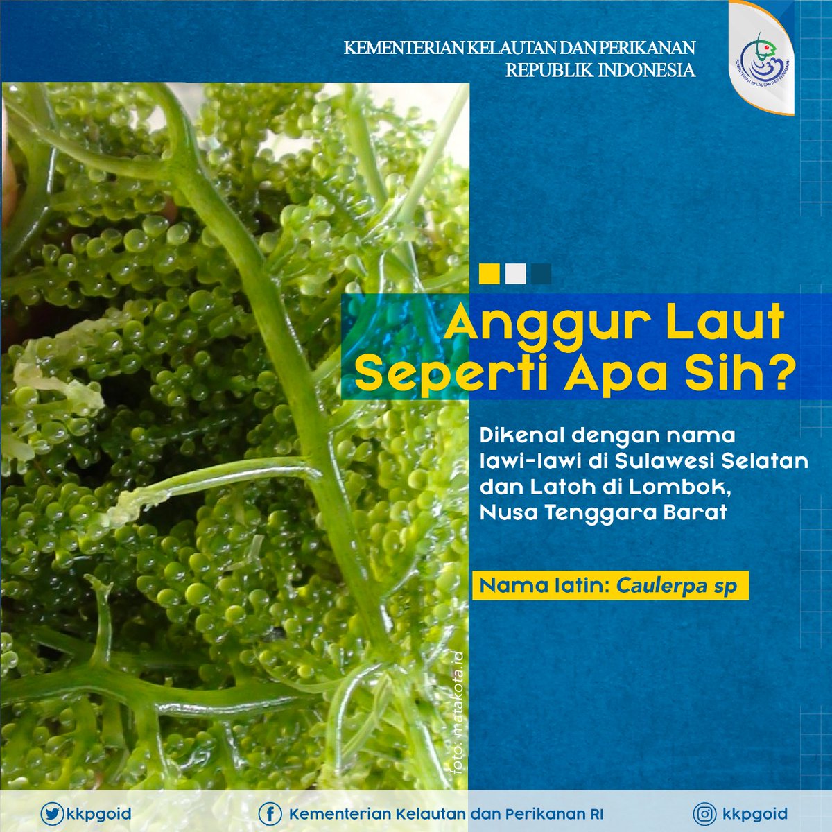 kkpgoid's tweet photo. #SahabatBahari sudah tahu tanaman anggur laut? Tanaman ini memiliki beberapa nama di berbagai daerah. Nah, biasanya tanaman ini dimanfaatkan untuk pelengkap makanan, ada yang sudah pernah mencoba? 

#kkp #kkpgoid https://t.co/BQcXTS3Gxa