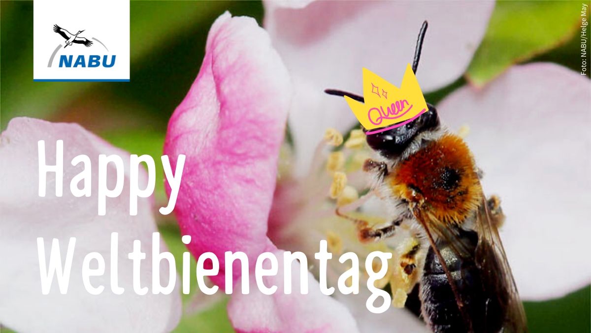 NABU_de's tweet photo. Zum #Weltbienentag freuen wir uns besonders über die Wildbienen, denn diese kleinen Brummer sind besonders schützenswert 😍🐝 Warum? 👉 https://t.co/vgGCDNdHUd https://t.co/ac1i6VQtYU
