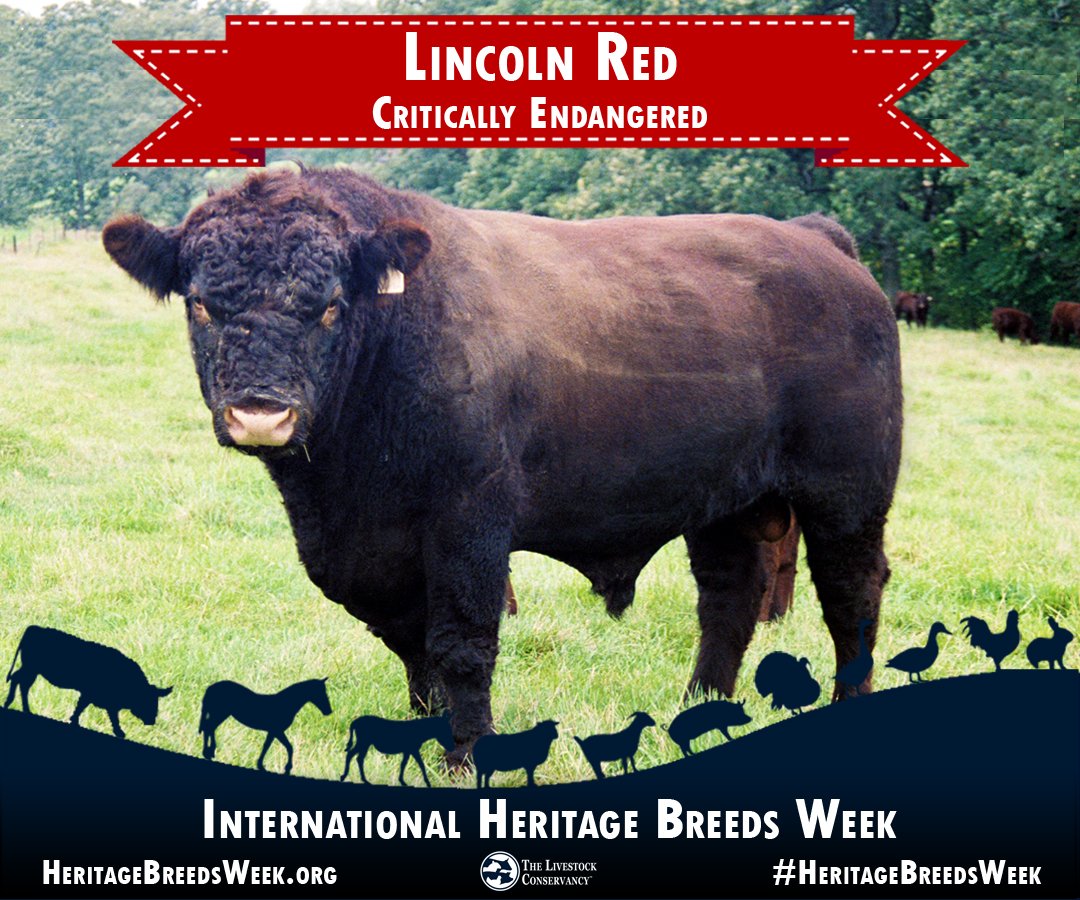 Lincoln Red cattle - Critically Endangered: Deep cherry red in color with excellent temperament, growth rate, and hardiness. Learn more: bit.ly/LincolnRed #HeritageBreedsWeek #beef #cattle #lincolnred #cows #bulls #cattleofinstagram #grassfed #grassfinished #absoluteunit