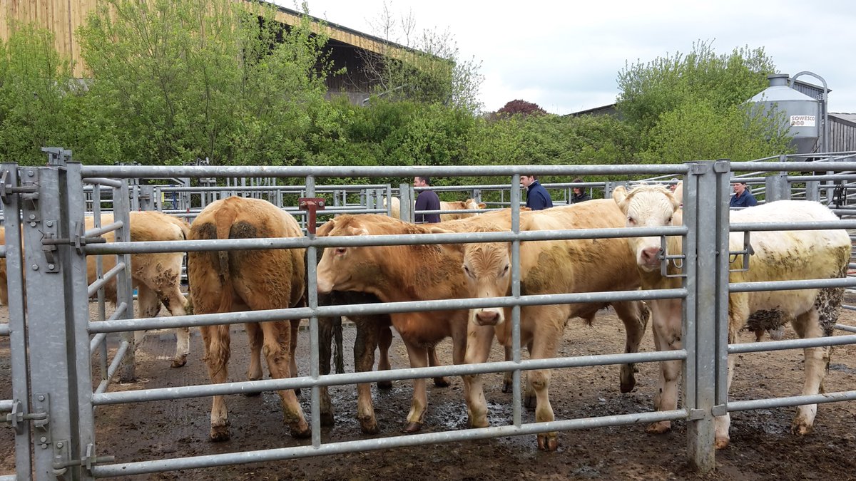 Following experimental-design, one of the next steps was to acquire urine and dung from cattle.... I'll spare you the exact details, but the photos below should give an idea of what was involved. One of the big achievements was teaching cattle to use a barrel for  #2s