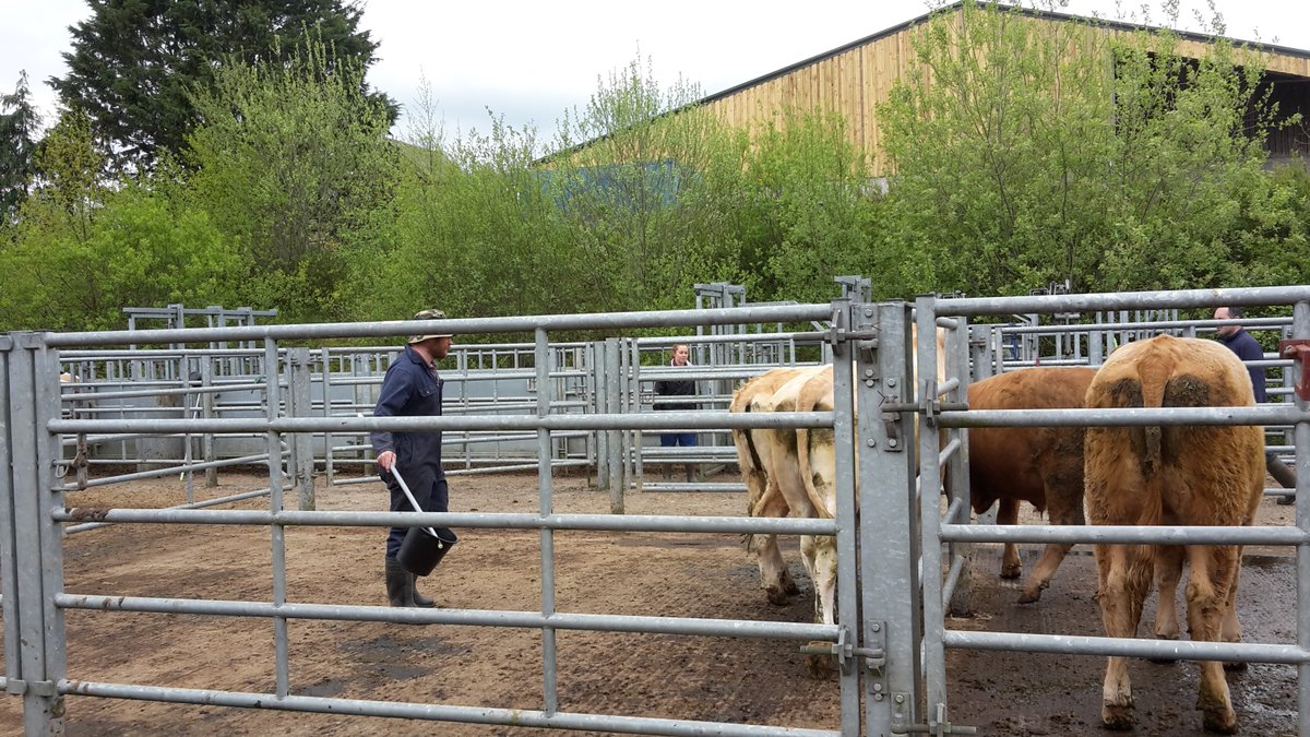 Following experimental-design, one of the next steps was to acquire urine and dung from cattle.... I'll spare you the exact details, but the photos below should give an idea of what was involved. One of the big achievements was teaching cattle to use a barrel for  #2s