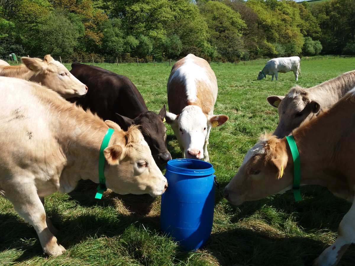 Following experimental-design, one of the next steps was to acquire urine and dung from cattle.... I'll spare you the exact details, but the photos below should give an idea of what was involved. One of the big achievements was teaching cattle to use a barrel for  #2s