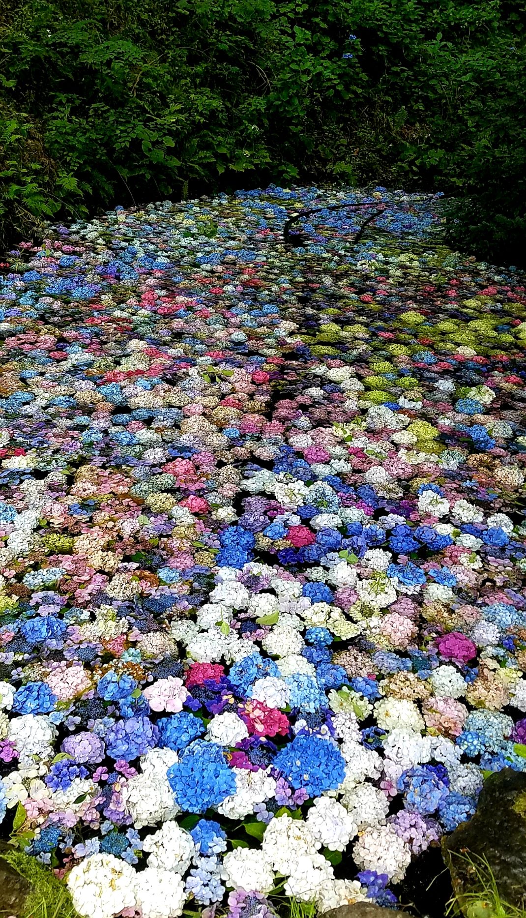 園 一関 あじさい 「みちのくあじさい園」マツコも絶賛の絶景スポット｜一関市