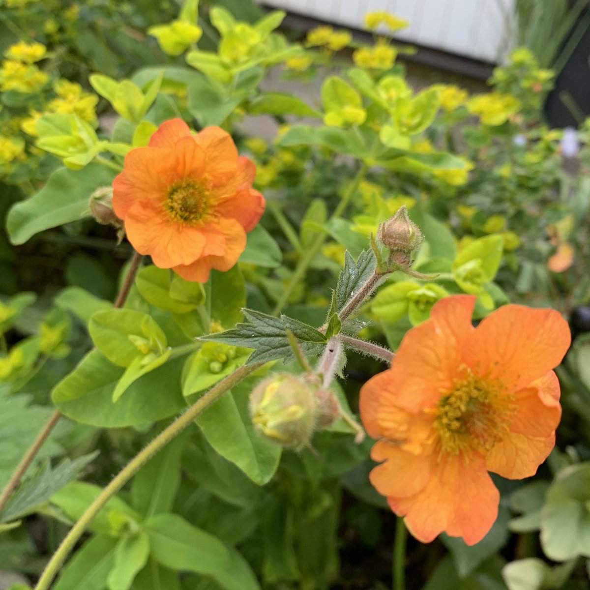 Amanda_Fallan's tweet photo. And finally, some @GroundControlGC colour-themed planting. #GCFlowerShow https://t.co/vkMRzPt7tk