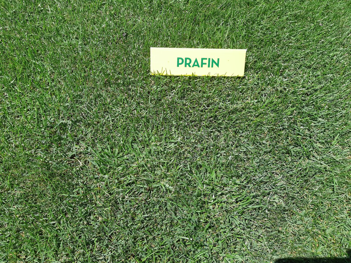 josepcirera's tweet image. Las variedades de #Poapratensis están impresionantes en los ensayos de @SemillasFitoTG.
#PRAFIN resistente a stress.
#JUMPSTART germina en 7 días. 
#NUGLADE tolera la sombra.
#RIGHT es excelente con salinidad.
#SPORTBLUE 100% #Poapratensis.
#Renovaciones, #Estadiosdeportivos.
