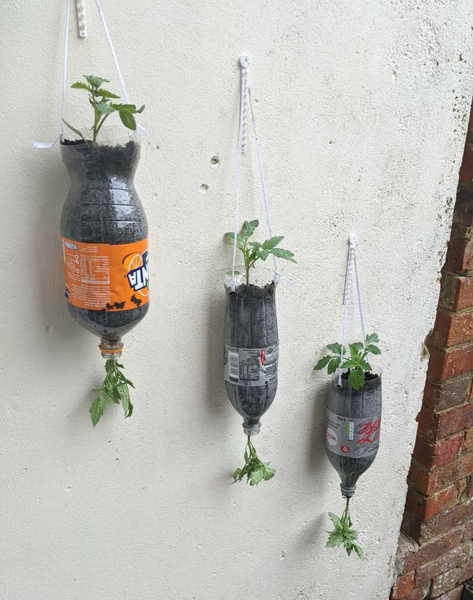 Victori15756853's tweet photo. @weswellbeing Lexi upcycled some old plastic bottles for tomato plant growing# rokell https://t.co/xavL0FjSkT
