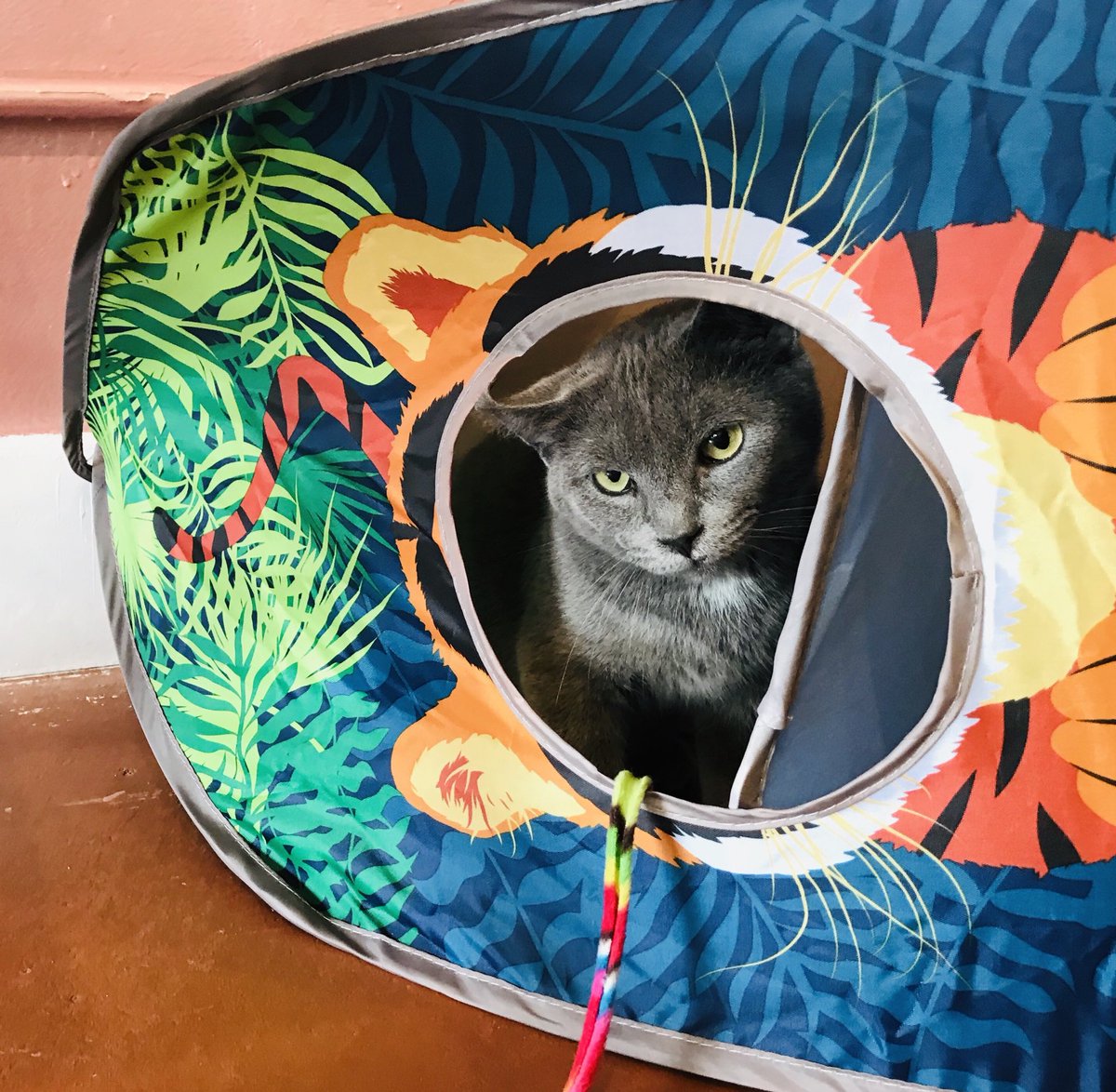 catcafereviews's tweet photo. #catoftheday is Farquad, a #rescuecat (since adopted) I met at The Catio in #Nashville #Tennessee #AdoptDontShop #tnr #catcafe #cats #catlover #farquad #bluecat https://t.co/gKbAa8Kfi3