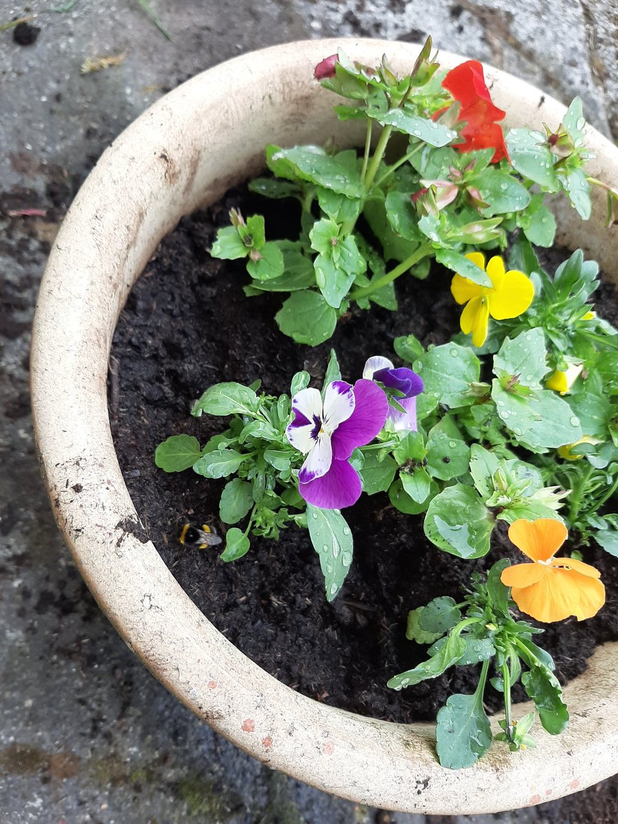 janiemc86's tweet photo. Planting our flowers and we spotted a bee 🌸🌺🏵🐝 @Y1StocktonWood @Y2stocktonwood  @stocktonwoodpr1 https://t.co/duJiMDXqyZ