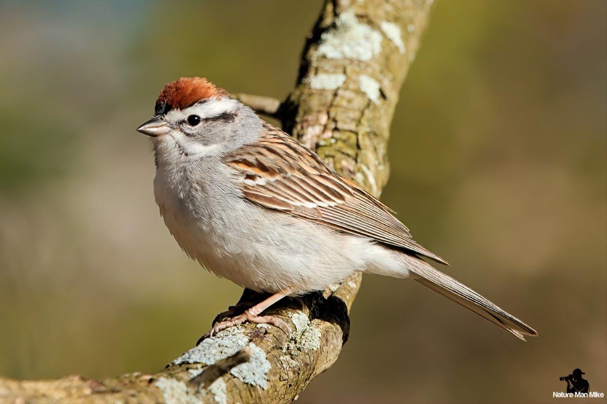 Chipping Sparrow
#birdphotography #sparrowappreciationsociety #birdsonearth #1birdshot #best_birds_planet #eye_spy_birds #sparrowsofinstagram #feather_perfection #birdsofinstagram #massaudubon #ip_birds #chippingsparrow #birdselite #birdsonearth #birds_illife #masswildlife #birds
