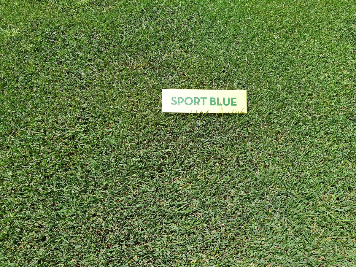 josepcirera's tweet image. Las variedades de #Poapratensis están impresionantes en los ensayos de @SemillasFitoTG.
#PRAFIN resistente a stress.
#JUMPSTART germina en 7 días. 
#NUGLADE tolera la sombra.
#RIGHT es excelente con salinidad.
#SPORTBLUE 100% #Poapratensis.
#Renovaciones, #Estadiosdeportivos.