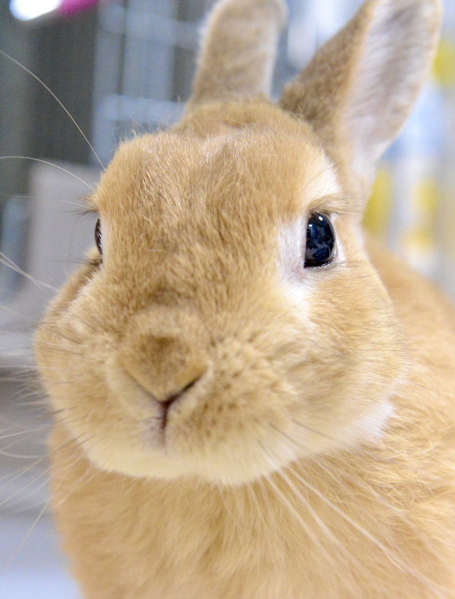 ふうたろう 今日のうさぎ ドアップ ふうたろう君のまつげが好きです 25日目 うさぎのいる暮らし うさぎ好きさんと繋がりたい 自粛期間毎日投稿 たくさんのフォローありがとうございます