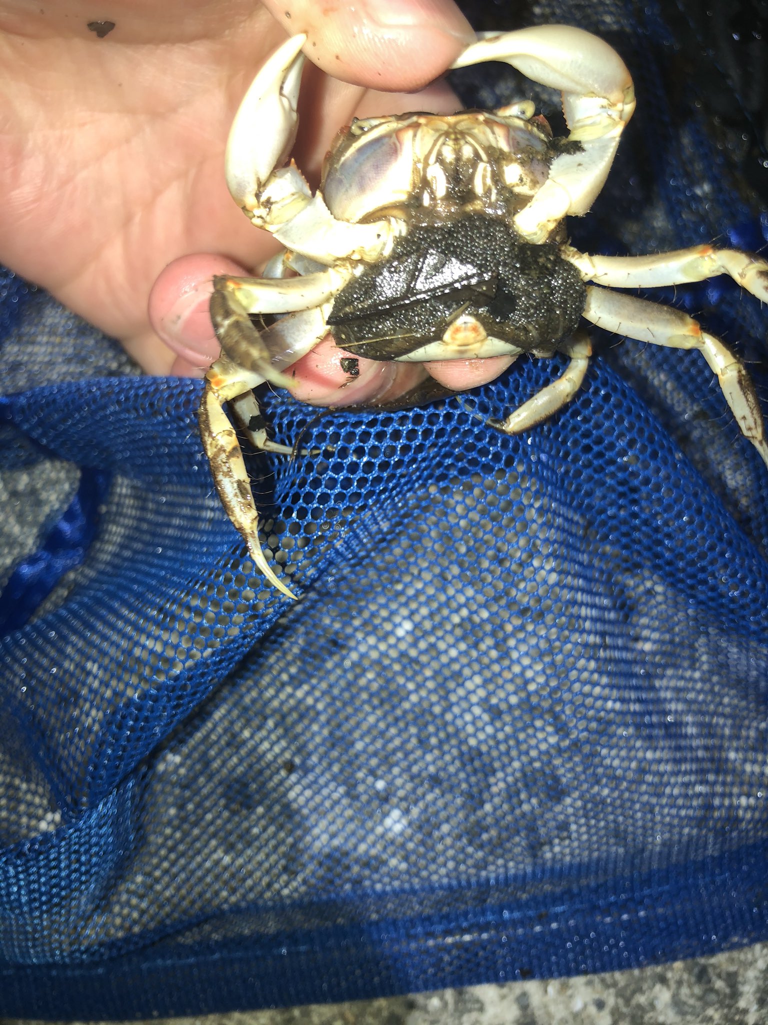 明石原人 釣り垢 先日ツイートしたカニはよく見たらイソガニでした 淡水では死んでしまうので放流へ ちゃんとしたベンケイガニ捕まえました 穴をシェルターみたいにしてるからかなり見つけやすかった なんで前はあかんかったんやろ 抱卵個体もおりました