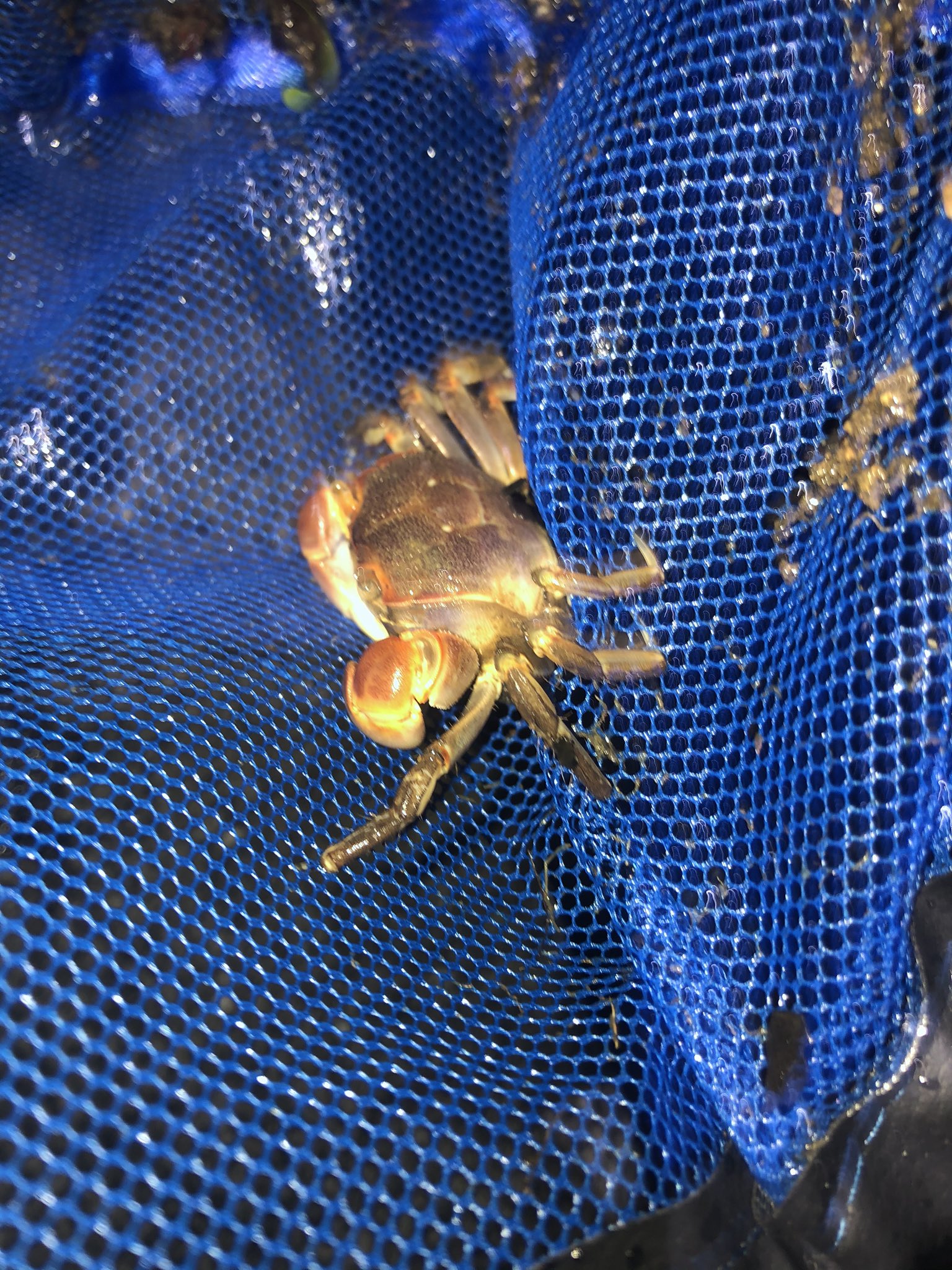 明石原人 釣り垢 先日ツイートしたカニはよく見たらイソガニでした 淡水では死んでしまうので放流へ ちゃんとしたベンケイガニ捕まえました 穴をシェルターみたいにしてるからかなり見つけやすかった なんで前はあかんかったんやろ 抱卵個体もおりました