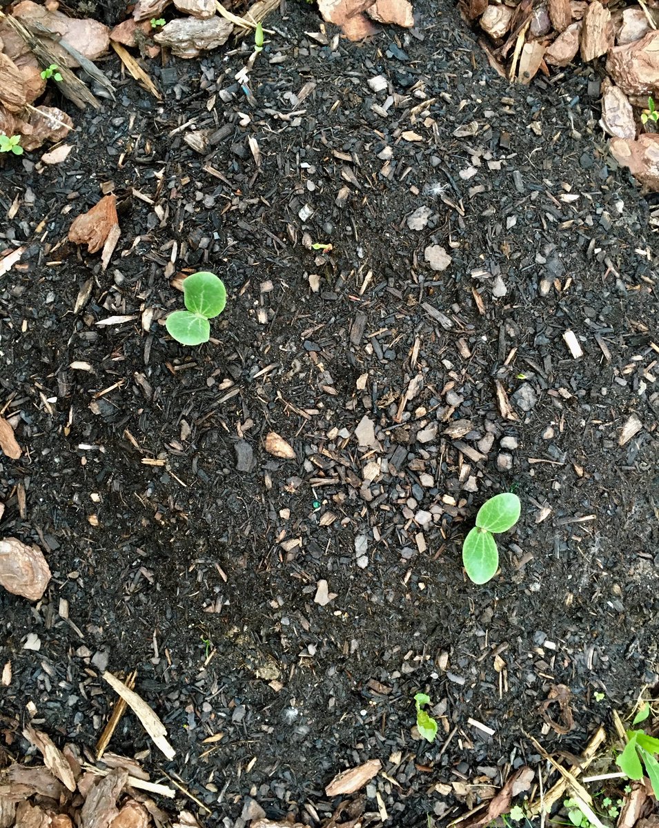 Cover and let sit for 5-10 min while coffee settles.This is a good time to take a first morning gander of the garden, marveling at the new seedlings and the giant bee poop artfully dripped on the rose leaves.Looking good, garden! /23