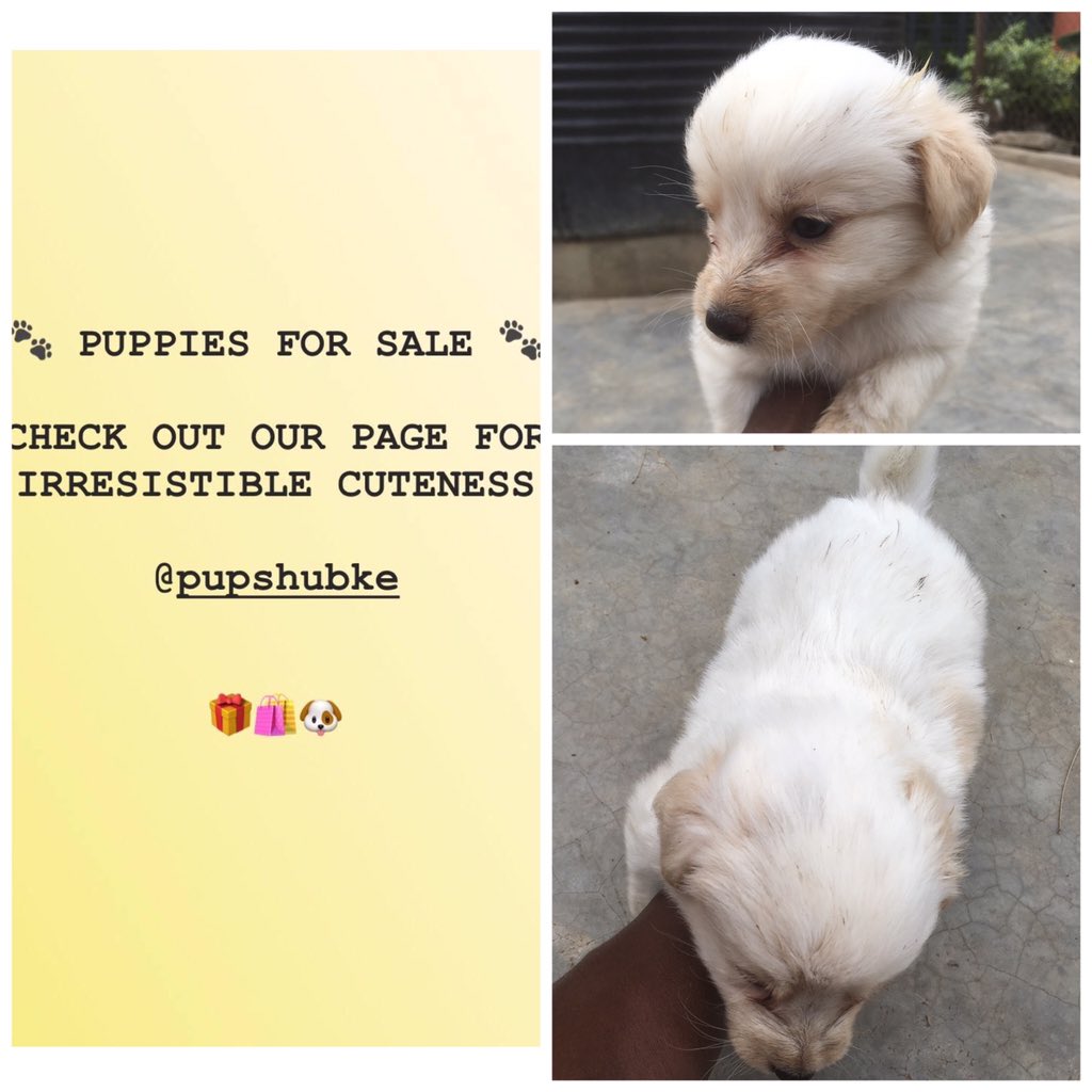pupshubke's tweet photo. While Stocks Last❗️🐶🏃🏽
Breed : Terrier 
Contact : 0718327038 
Kshs. 10,000/-
#tuesdayvibes #lockdown2020 #dogsoftwitter #puppylove https://t.co/jVV4J9S1sB