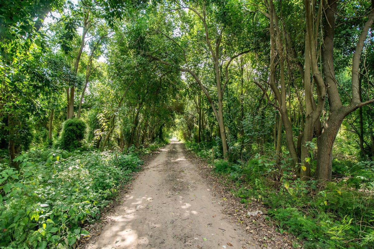 Al regresar se encuentra con un gran y frondoso bosque, que Bela había dejado que la naturaleza recree. Un bosque que puede disfrutarse en la actualidad y es uno de los lugares que le dan magia al lugar.